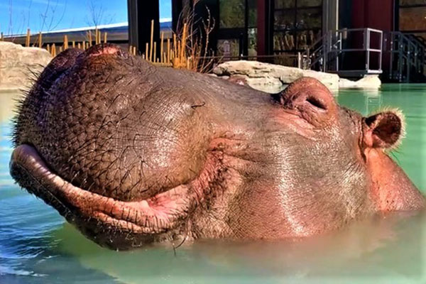 Hippo Kasai portrait in the water