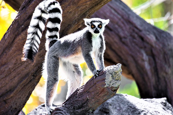 Ring-tailed lemur standing on logs in the sun