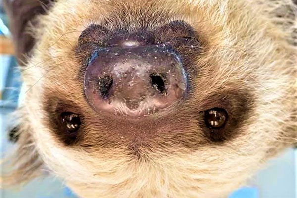 Hoffman's two-toed sloth Bean up-close and upside-down