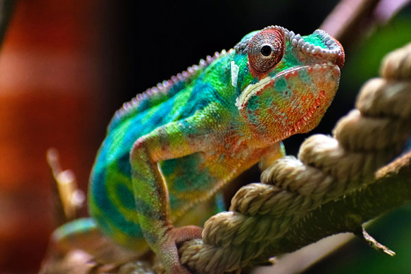 Chameleon portrait