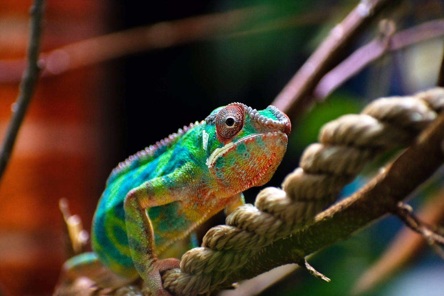 Panther chameleon, Girl George on a rope