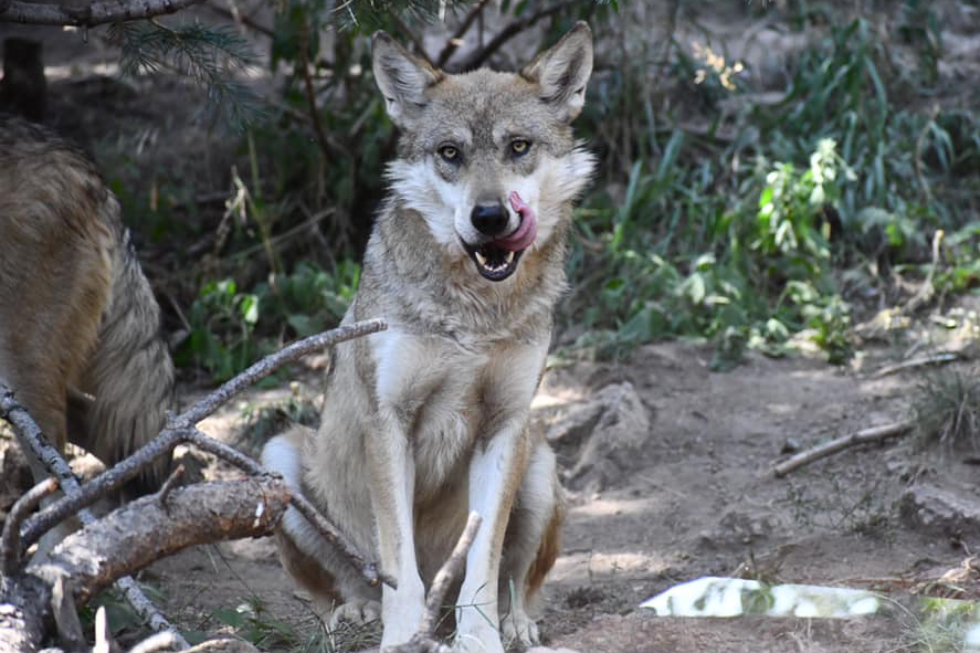 Mexican wolf licking his chops sitting down at Cheyenne Mountain Zoo