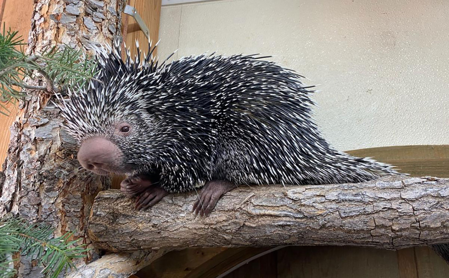 Featured Animals PrehensileTailed Porcupine CMZoo