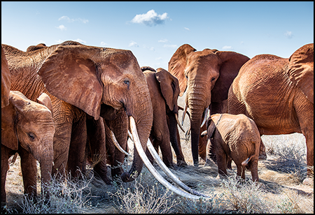 African elephant Archives - CMZoo