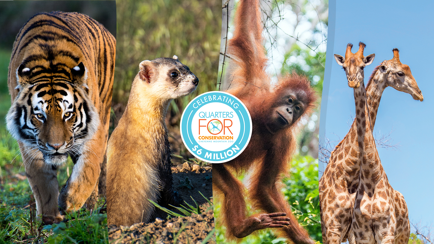 Bornean orangutan Archives - CMZoo