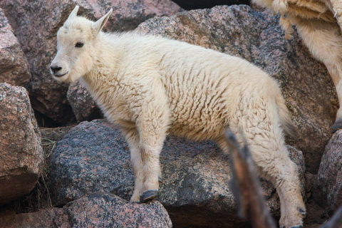 Featured Animals - Rocky Mountain Goat - CMZoo