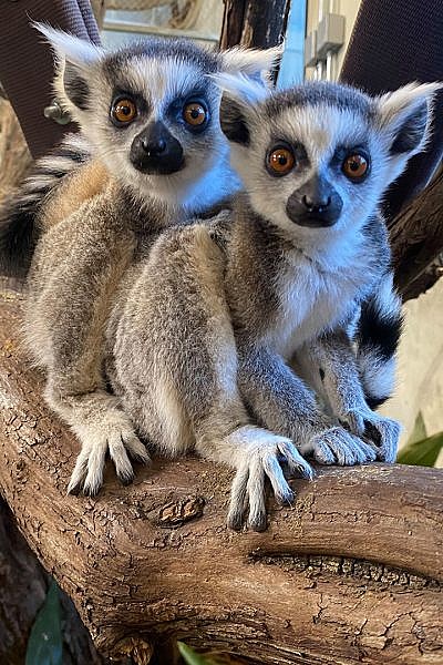 Ring-tail Lemur - National Zoo & Aquarium