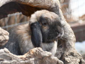 Rabbit in a log at Cheyenne Mountain Zoo