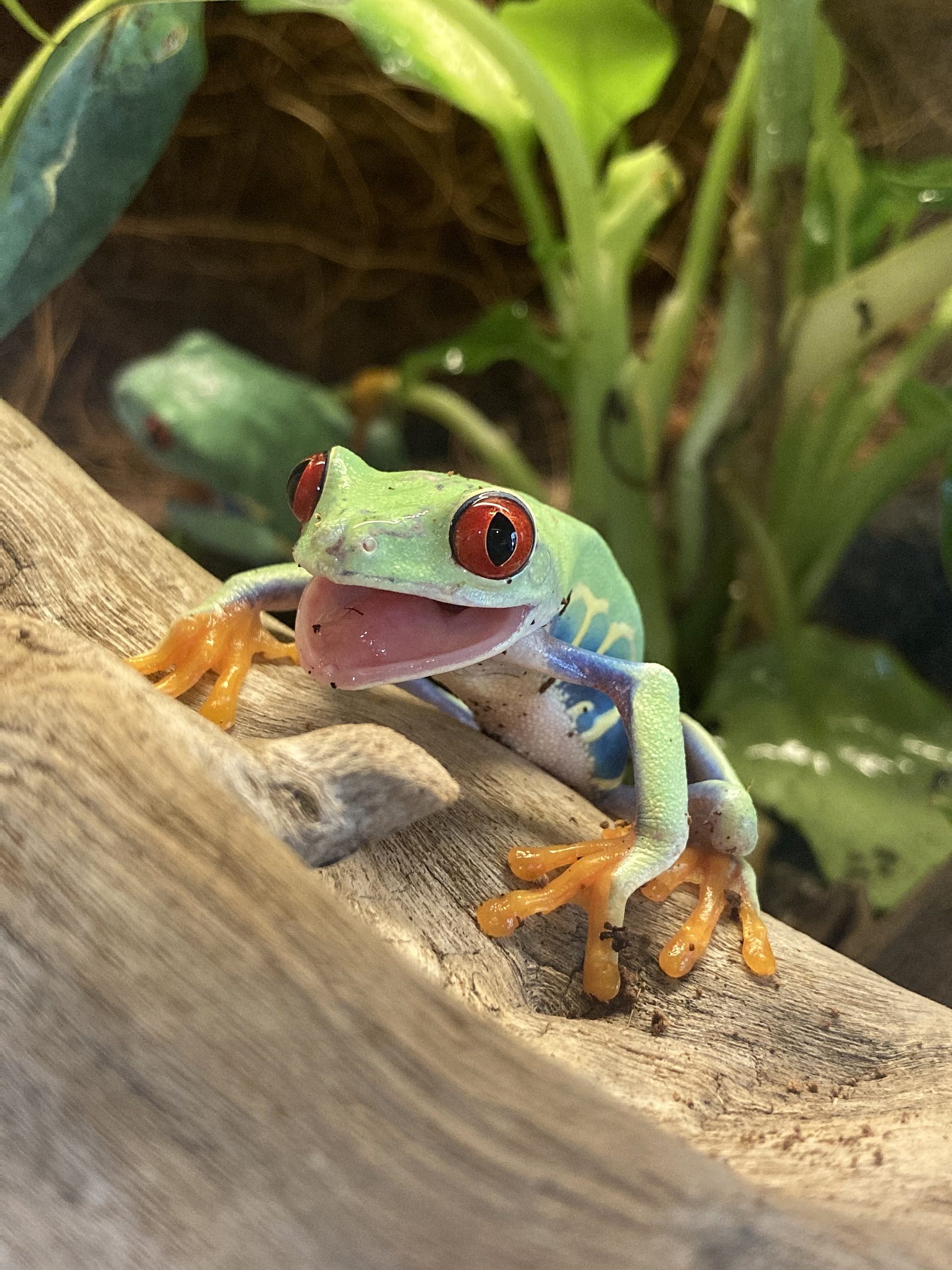 Red-eyed tree frog portrait