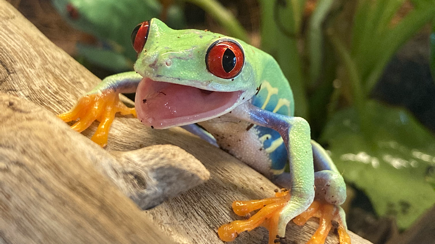 Red-eyed tree frog on a log