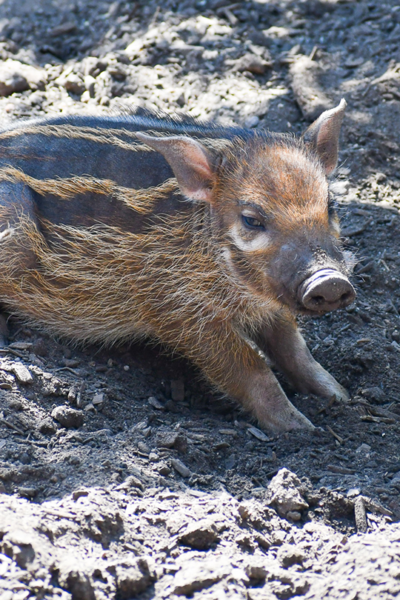 do pigs like watermelon