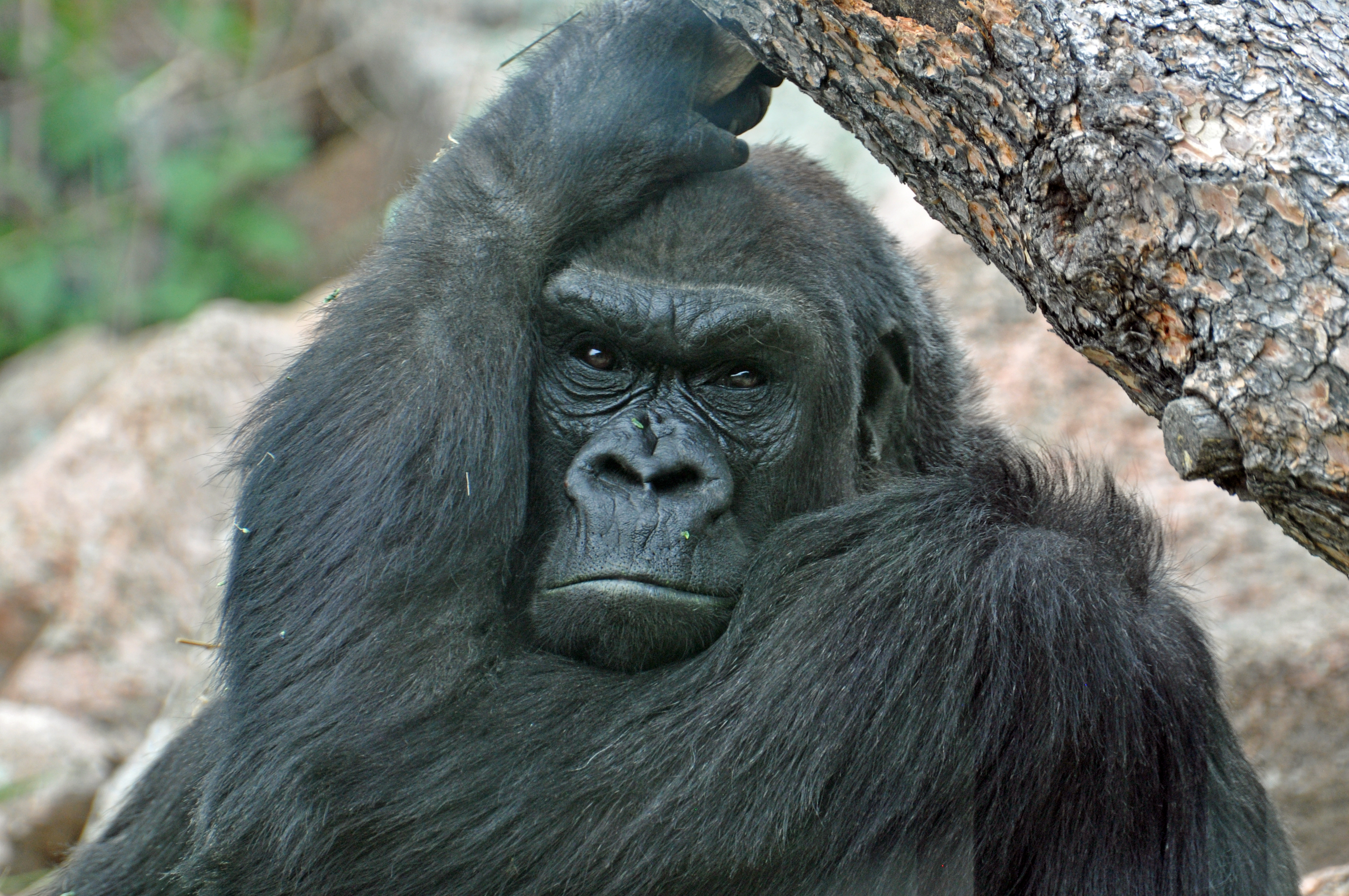 Featured Animals - Western Lowland Gorilla - CMZoo