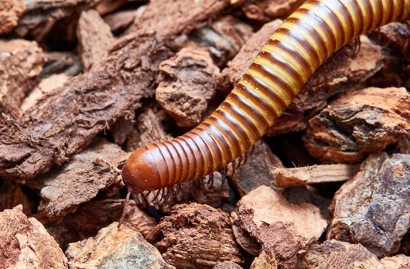 Sonoran desert millipede up-close