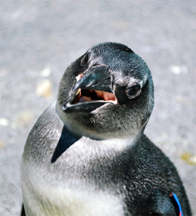 African penguin chick portrait