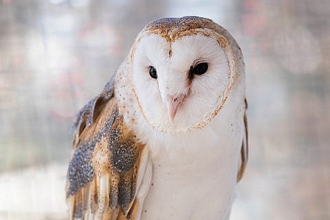 Featured Animals - Barn Owl - CMZoo