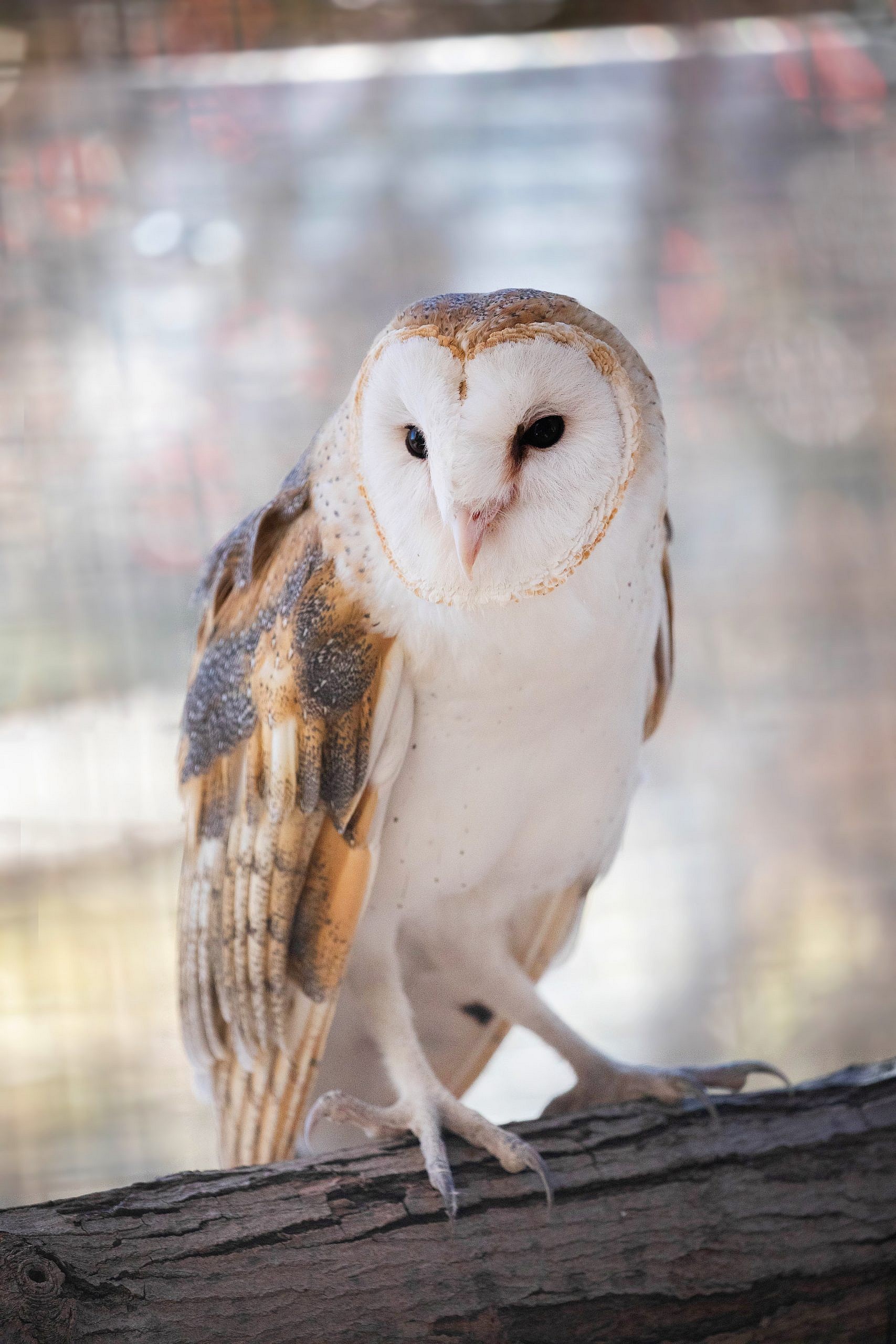 Adopt Choices for Barn Owl CMZoo
