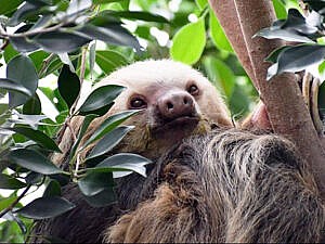 Hoffman's two-toed sloth in trees at Scutes Family Gallery in Cheyenne Mountain Zoo