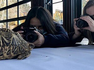 Teens photographing a tortoise
