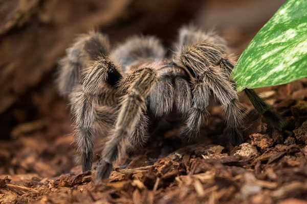 Front facing tarantula portrait
