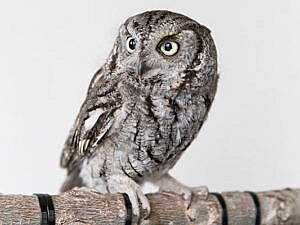 Screech owl portrait