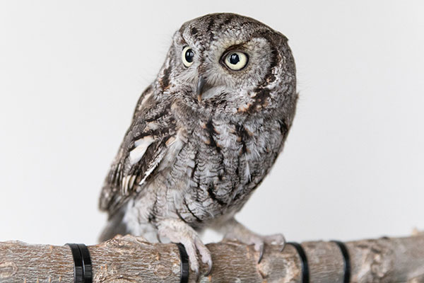 Screech owl portrait