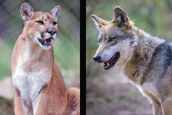 Mountain lion and Mexican wolf portrait photos