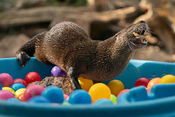 North American river otter playing with balls in a pool.