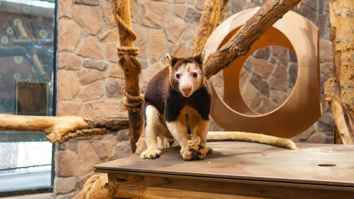 Cheyenne Mountain Zoo and Denver Zoo Play “Matschie’sMakers” with