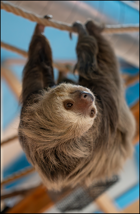 Two-toed sloth Bean upside-down on ropes