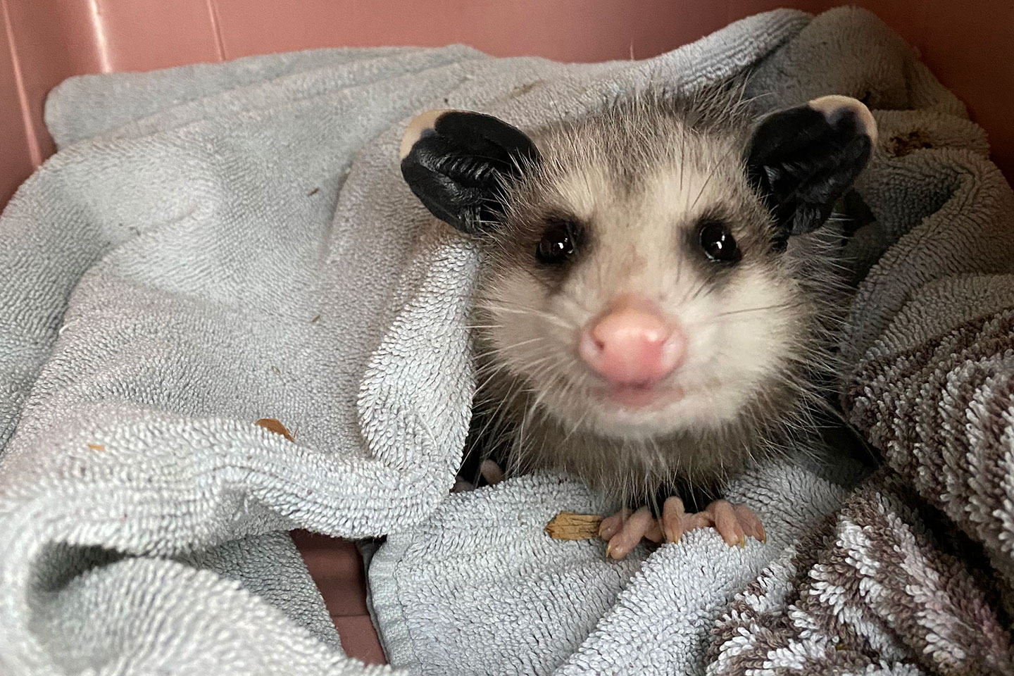 Virginia opossum Hobble portrait