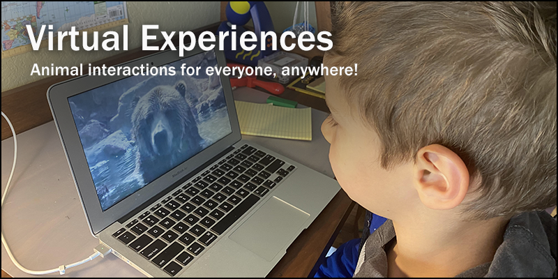 Discover Virtual Experiences