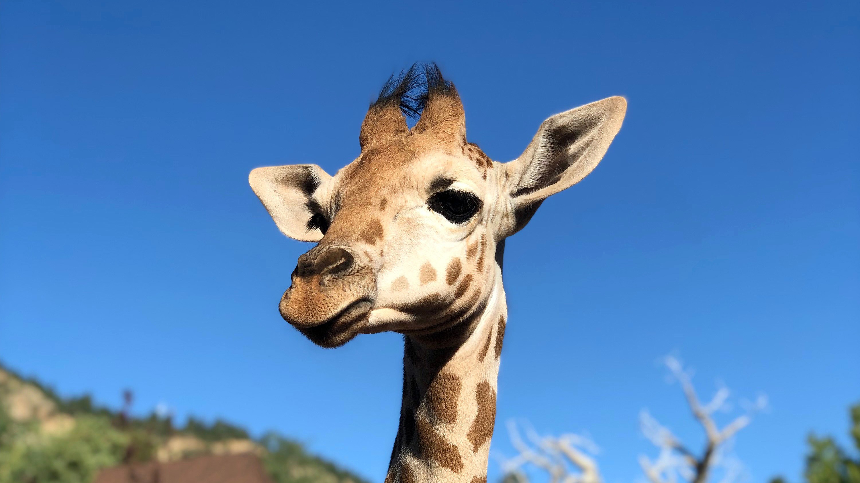 Giraffe Calf Milestones (and How Viv Measures Up) CMZoo