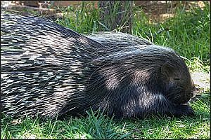 Zoo Keeper Lauren with African Cape porcupine, Waffles