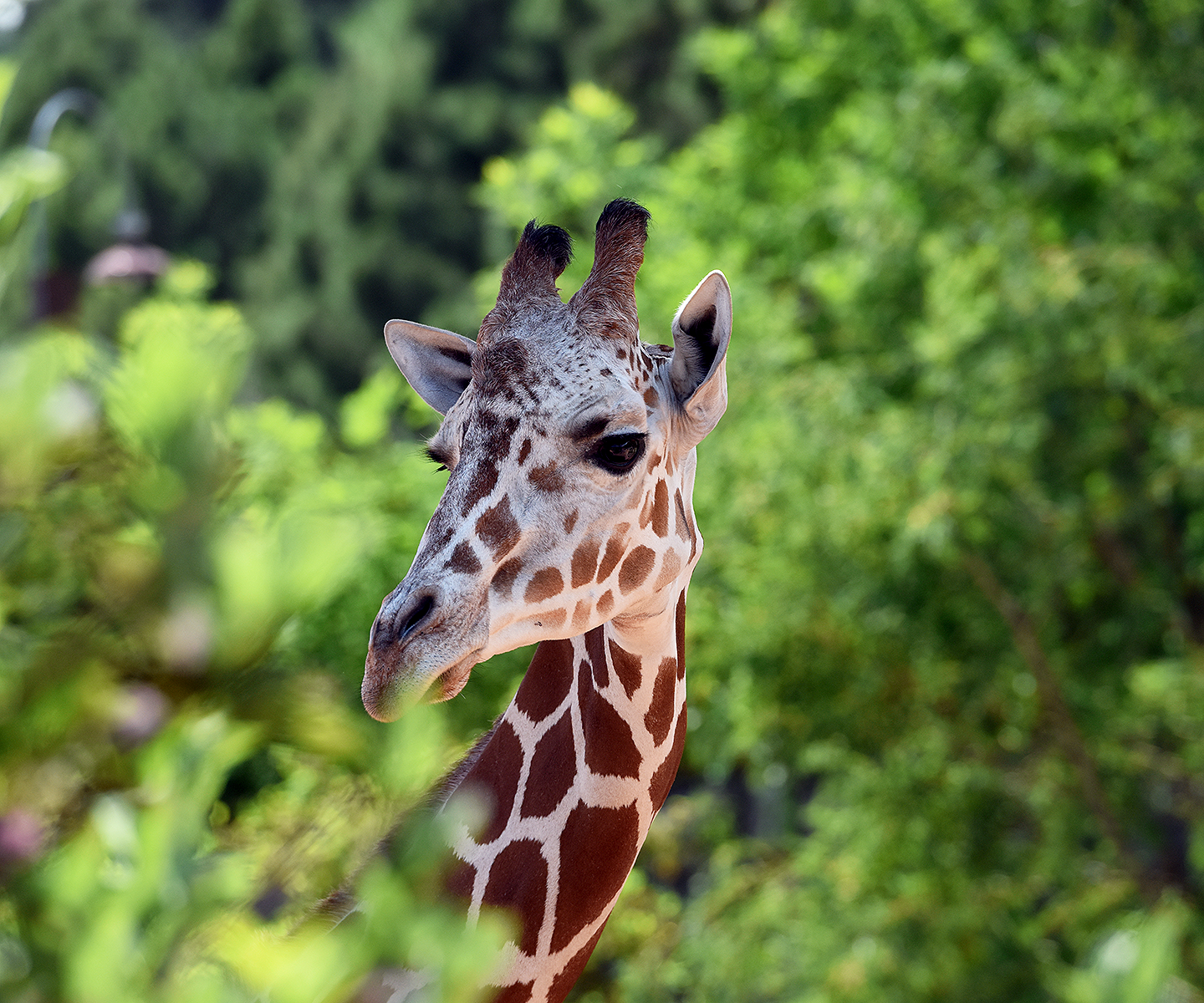 Portrait of reticulated giraffe at Cheyenne Mountain Zoo