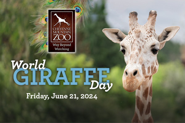 Celebrate World Giraffe Day with us, June 21, 2024!