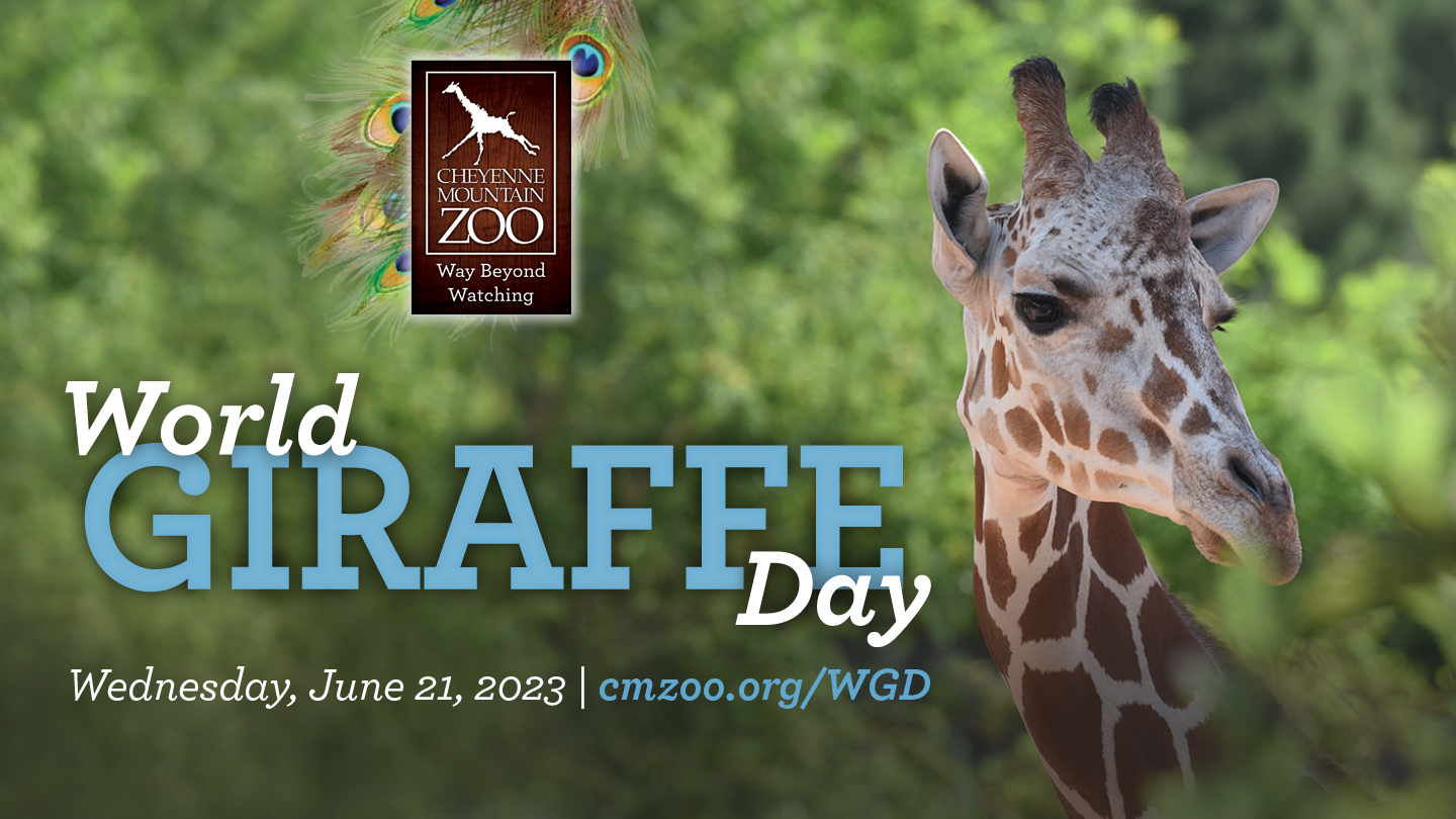 Celebrate World Giraffe Day with us, Wednesday, June 21, 2923