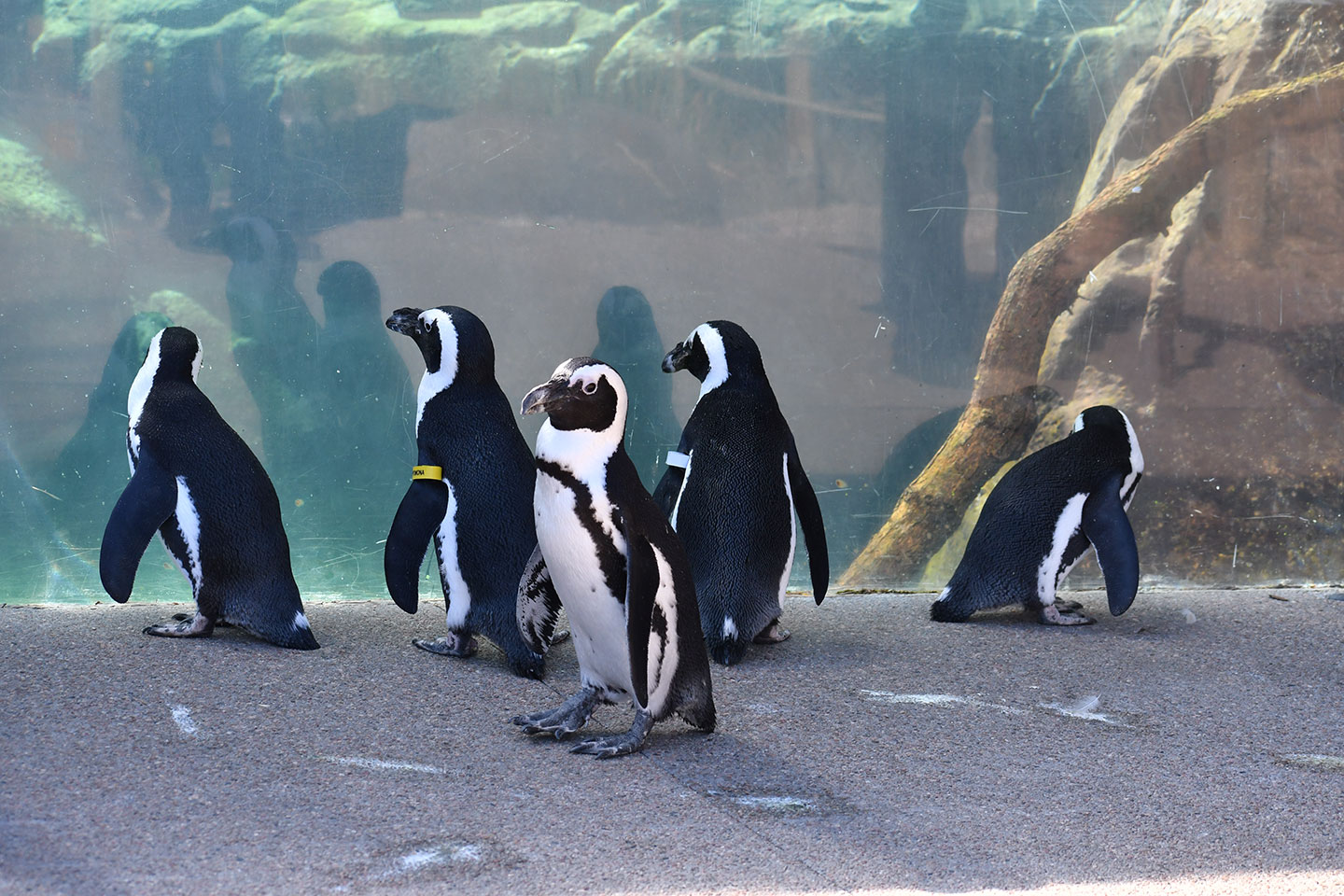 The Meadow Eschenau 1986-2013 tamiser購入 WH-10-2024-African-