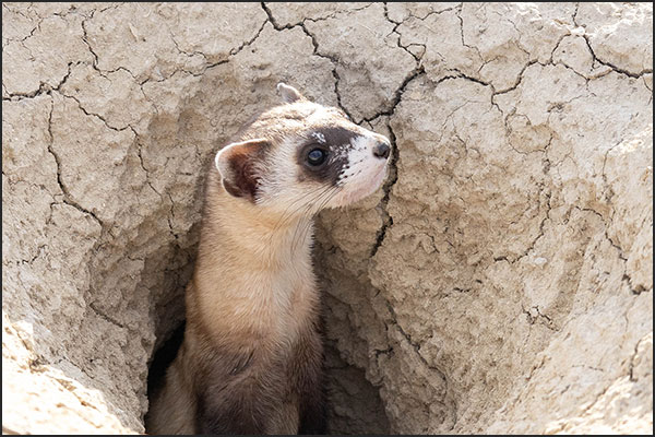 Black-footed ferret peering out