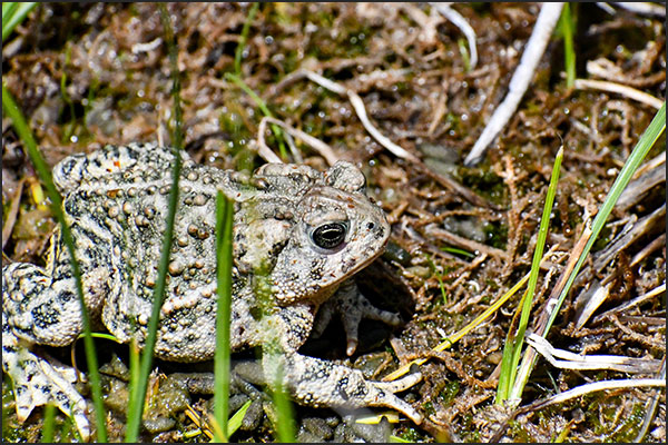 Wyoming toad in a wetland area up-close