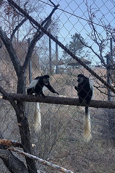 Colobus Monkey, Our Animals