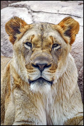 sound of tiger growling - tiger sound effect loud Fan Casting