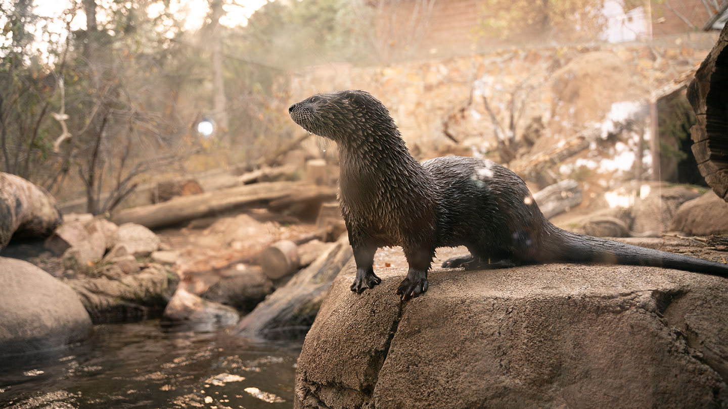North American river otter portrait standing on a rock