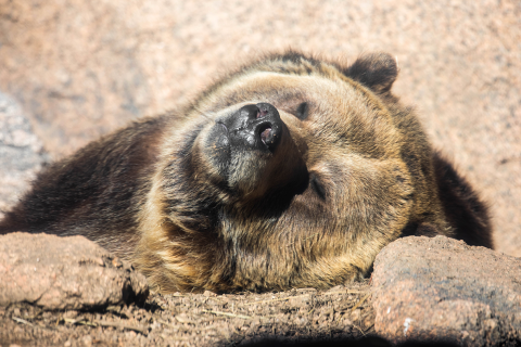 Featured Animals - Grizzly Bear - CMZoo