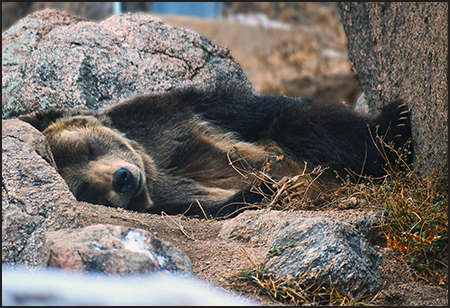 Featured Animals - Grizzly Bear - CMZoo