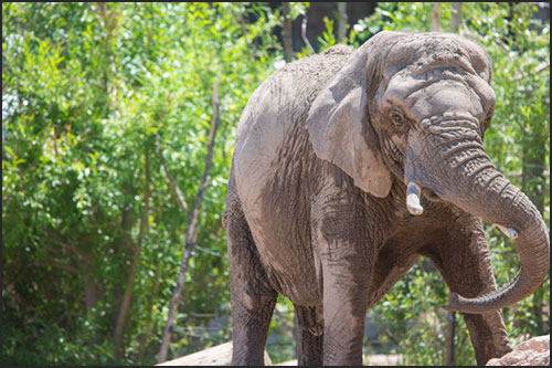 African elephant Kimba outside dust bathing in vacation yard at Cheyenne Mountain Zoo