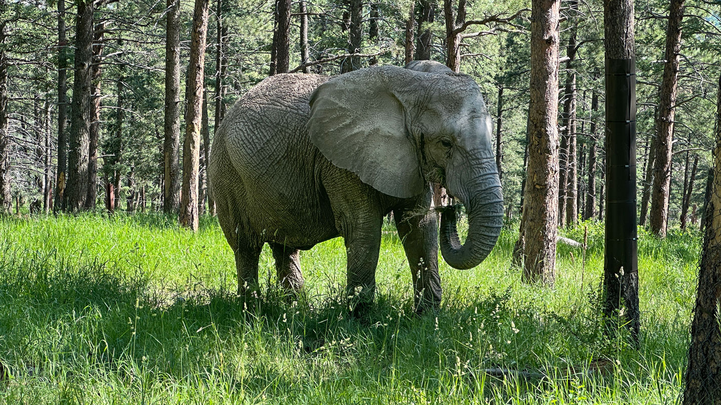 Unique & Differing Needs Camp (ages 7-11) - Amazing Migrations at Cheyenne Mountain Zoo — family event in Colorado Springs on June 19, 2026