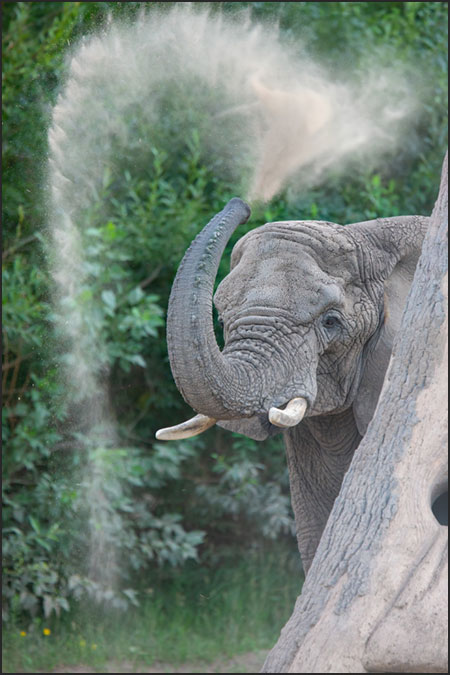 African elephant Lucky throwing dust