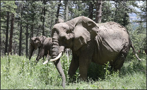 African elephants Missy and LouLou in vacation yard at Cheyenne Mountain Zoo