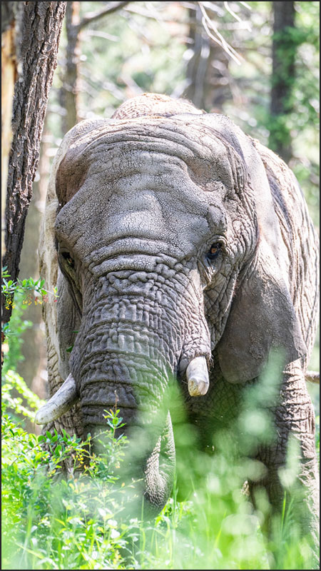 African elephant in vacation yard at Cheyenne Mountain Zoo