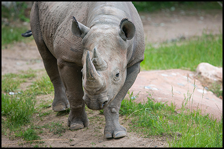 Black rhino Archives - CMZoo